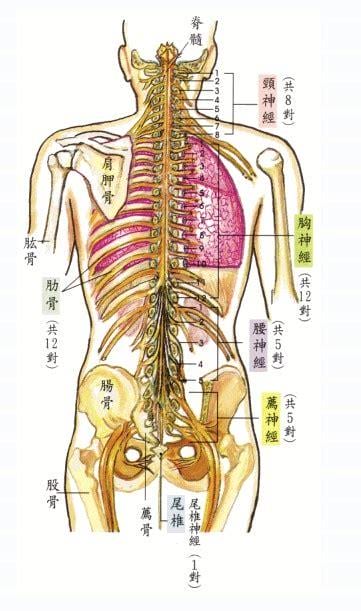 人背部骨头结构图