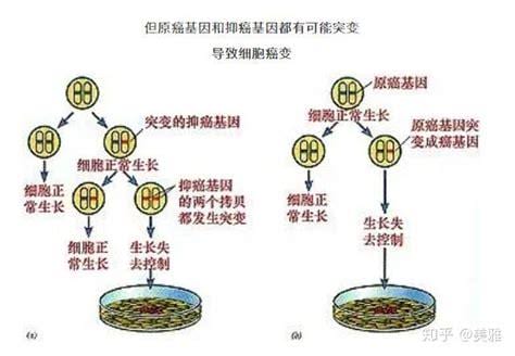 人为什么会得癌症