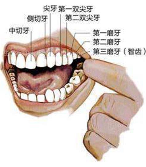 智齿一般长在什么位置