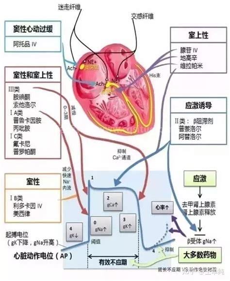 心血管内科常见疾病有哪些