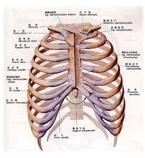 左边肋骨下是什么器官