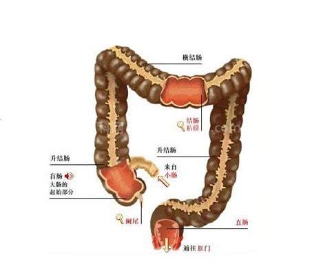 大肠分为哪五个部分