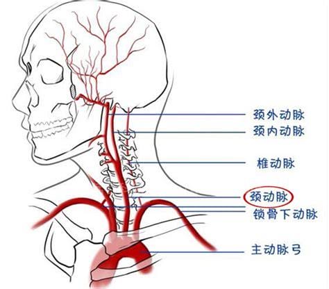 颈动脉窦位置在哪里