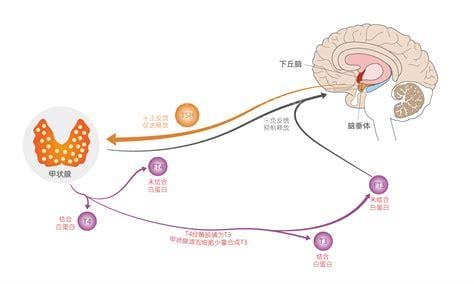 血清促甲状腺激素高是什么意思