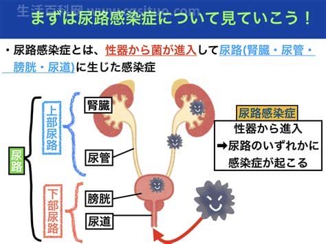 男性尿路感染症状