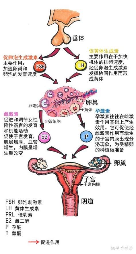 性激素促黄体生成素偏高怎么办