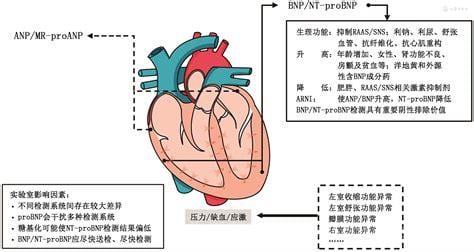 b型钠尿肽前体高