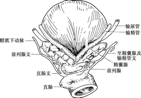 前列腺在哪