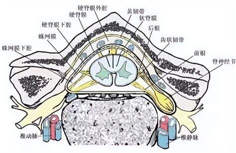 硬膜囊受压症状