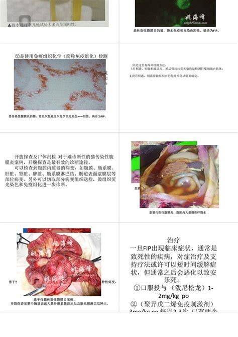 传染性腹膜炎如何治疗