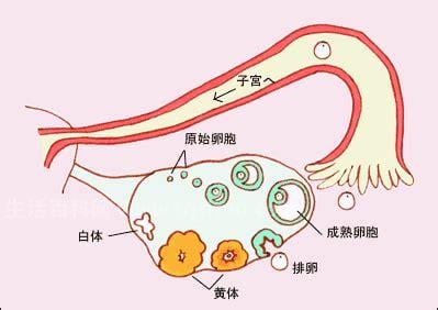 同房以后几天就会着床呢