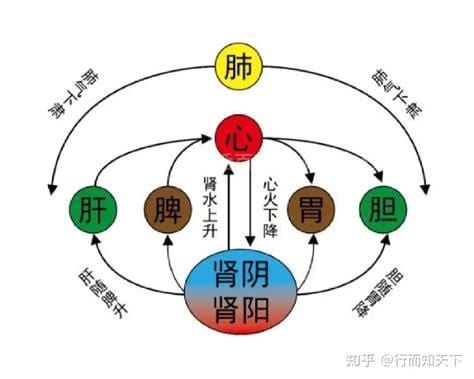 中医五脏六腑各主什么