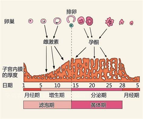 女性月经周期一般是多少天