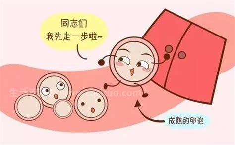 女性的卵泡多大会排出来