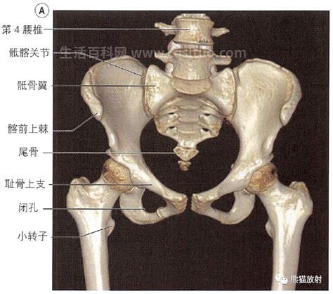 股骨长是什么意思