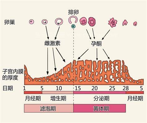 女性的月经周期一般是多少天