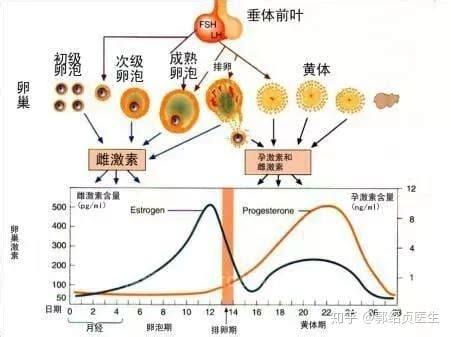 排卵期出血的原因