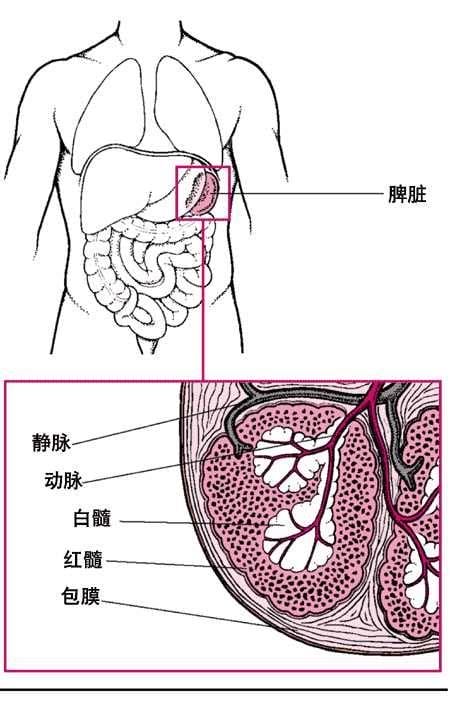 正常成人的脾脏的大小是多少