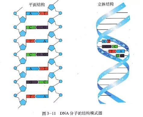 组成dna的核苷酸是什么