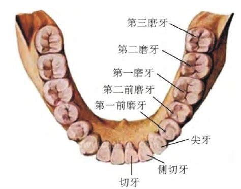 人的牙齿有多少颗