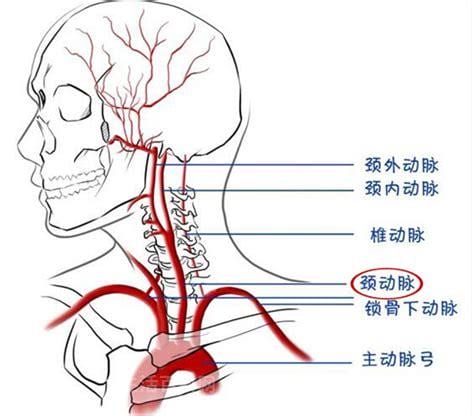 颈动脉窦位置在哪里