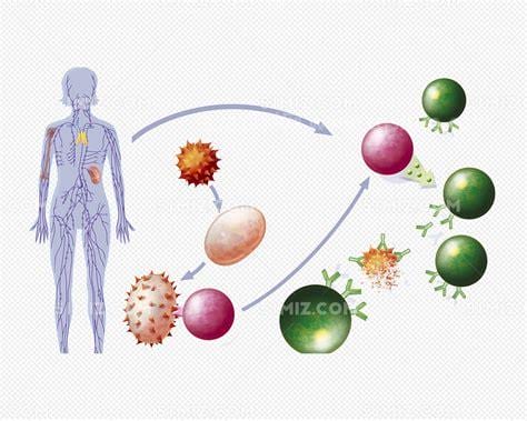 免疫系统的功能