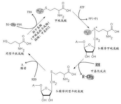 腺苷脱氨酶高