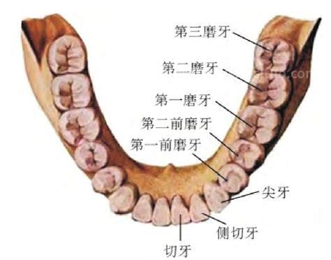 正常人有多少颗牙齿