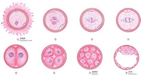 排卵受精和胚泡发育过程是怎样的