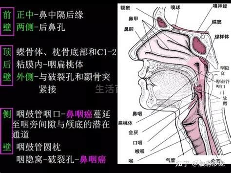 鼻子最里面和喉咙交界处有痰怎么弄