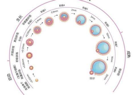 卵泡期是什么意思