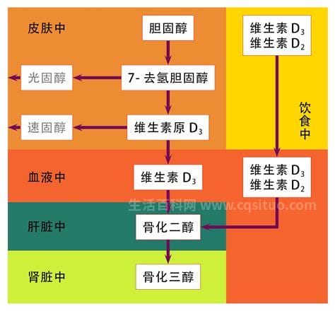 维生素d功效和作用