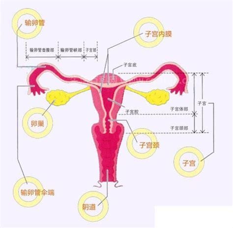 卵巢是什么