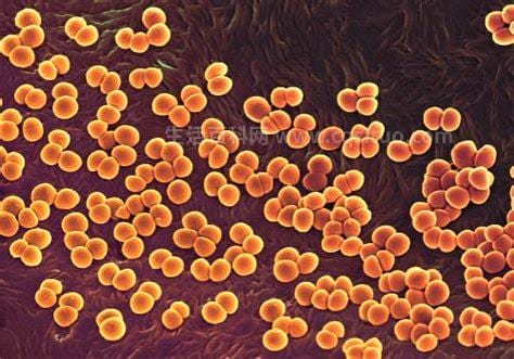 葡萄球菌感染的发病原因是什么