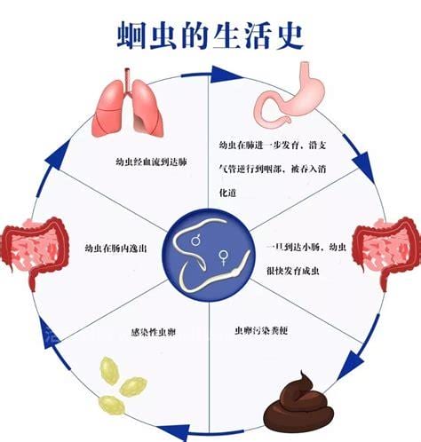 成人蛔虫病症状