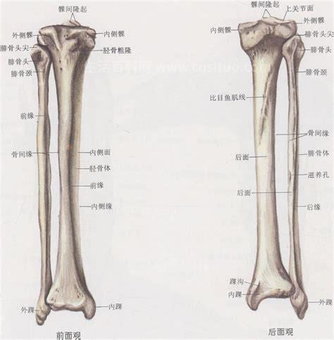 胫骨属于什么骨