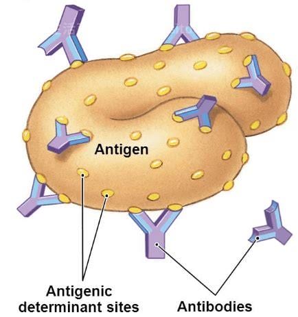 什么是抗原和抗体