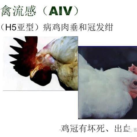 禽流感的临床表现有哪些