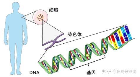 人体基因是什么意思
