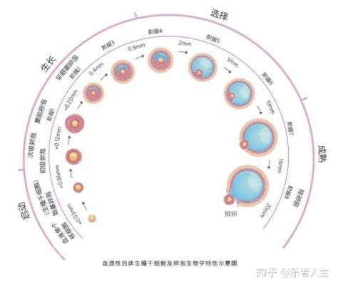 女性卵泡排出身体外是什么样的