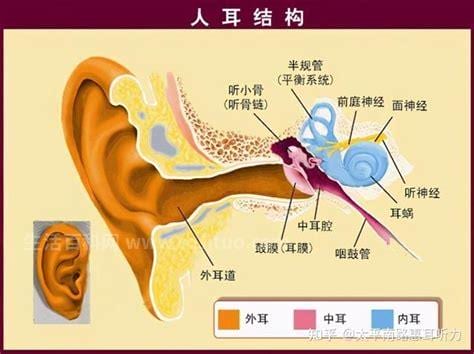 咽鼓管造成的耳鸣