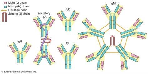 抗体都是免疫球蛋白是正确的吗