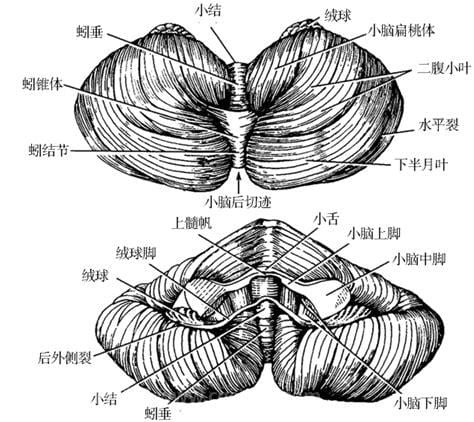 脊髓小脑变性症是什么