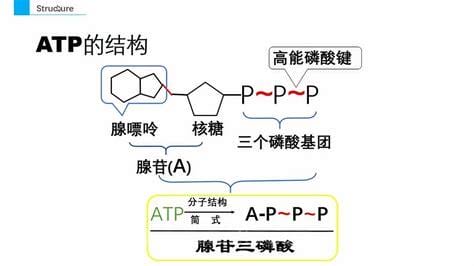 atp是什么药