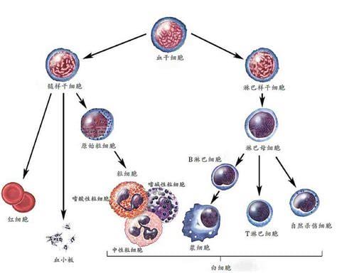 粒细胞系统分为哪六个阶段