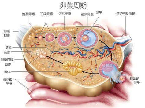 卵泡是什么意思