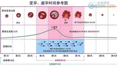 女生的排卵期是什么时候