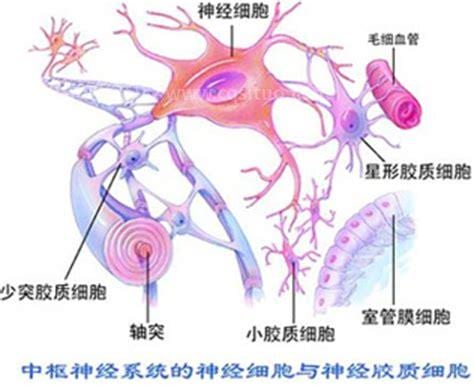 神经胶质细胞是什么