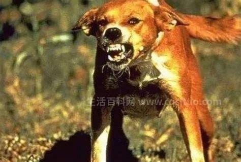 狂犬病症状会学狗叫吗