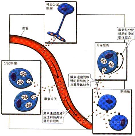 生长激素的靶细胞是多少